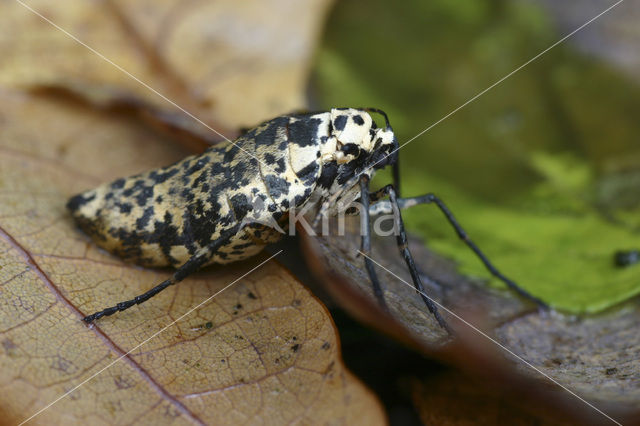 Grote wintervlinder (Erannis defoliaria)