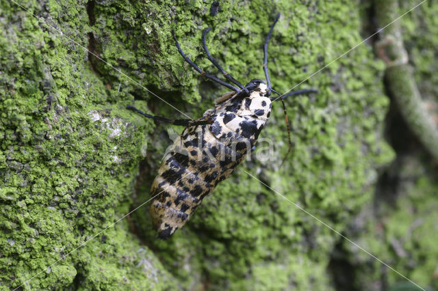 Grote wintervlinder (Erannis defoliaria)