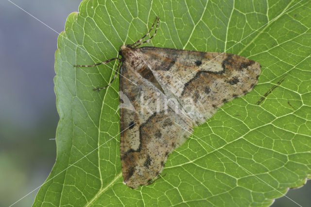 Grote wintervlinder (Erannis defoliaria)