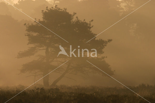 Grove den (Pinus sylvestris)