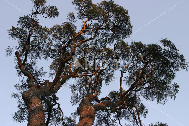 Grove den (Pinus sylvestris)