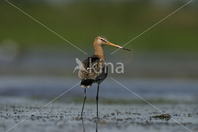 Grutto (Limosa limosa)