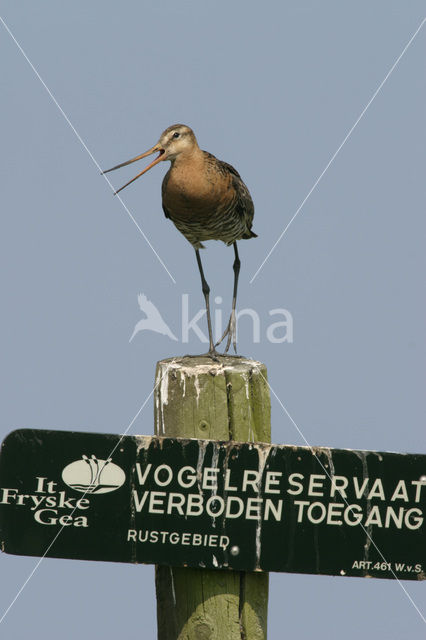 Grutto (Limosa limosa)