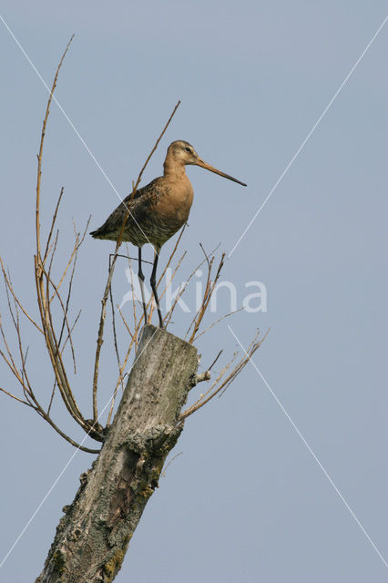 Grutto (Limosa limosa)