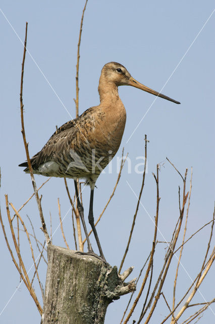 Grutto (Limosa limosa)