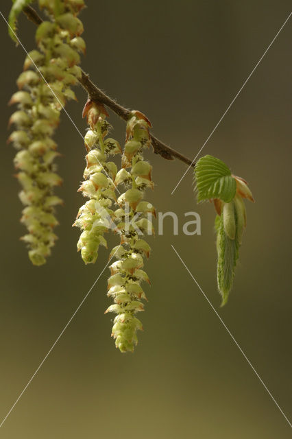 Haagbeuk (Carpinus betulus)