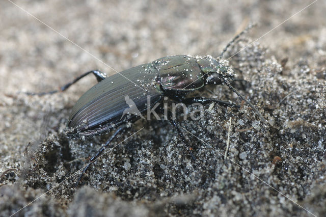 Heidekielspriet (Poecilus lepidus)