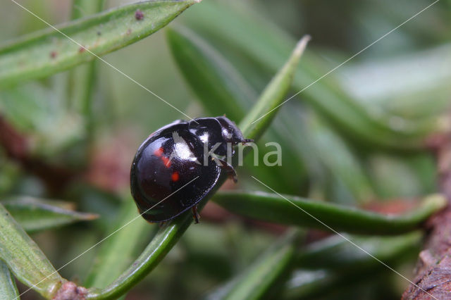 Heather Ladybird (Chilocorus bipustulatus