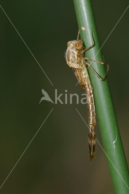 Houtpantserjuffer (Lestes viridis)