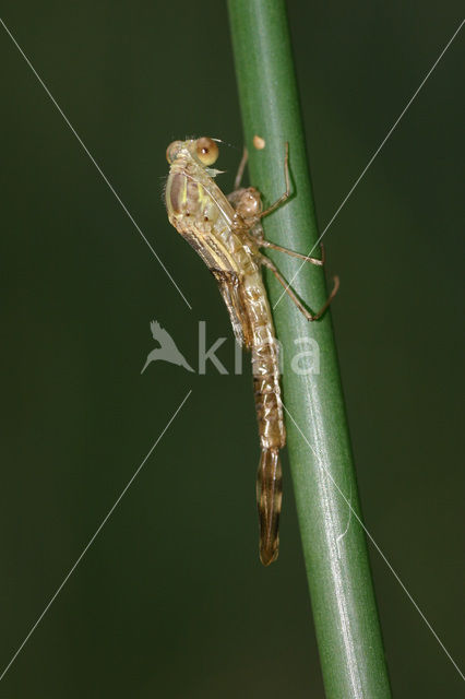 Houtpantserjuffer (Lestes viridis)