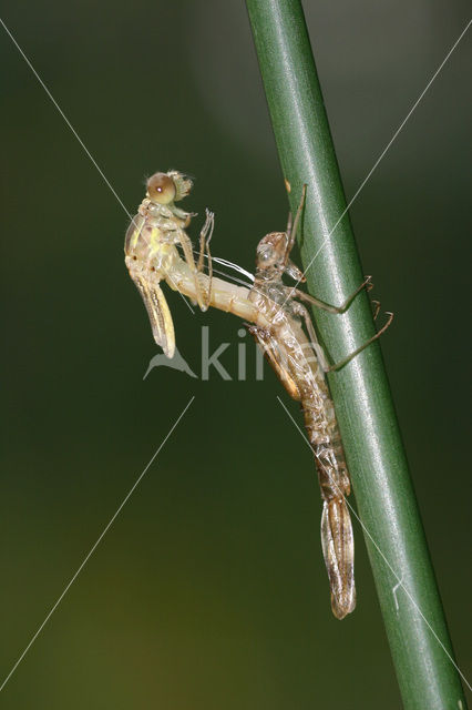 Houtpantserjuffer (Lestes viridis)