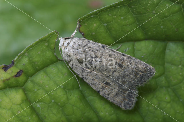 Huisuil (Paradrina clavipalpis)