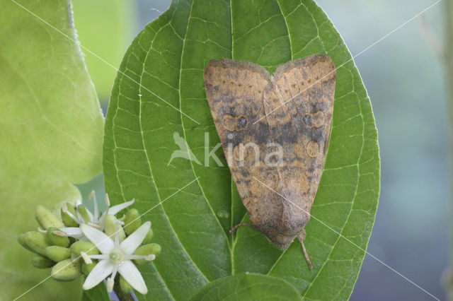 Iepengouduil (Xanthia gilvago)