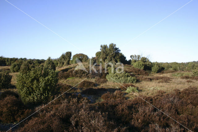 Jeneverbes (Juniperus communis)