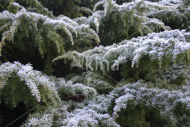 Jeneverbes (Juniperus communis)