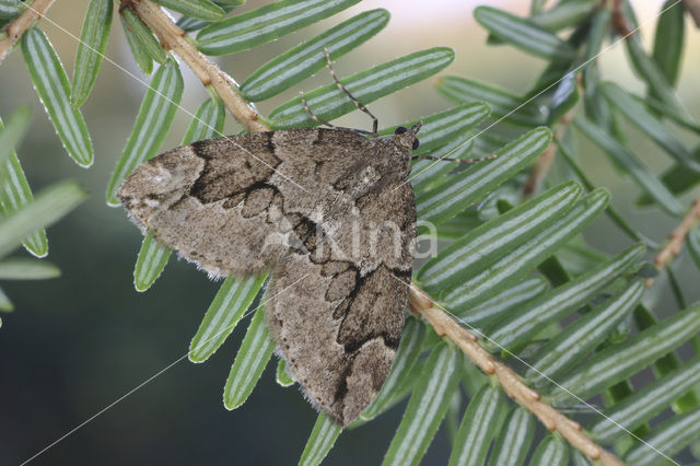 Jeneverbesspanner (Thera juniperata)