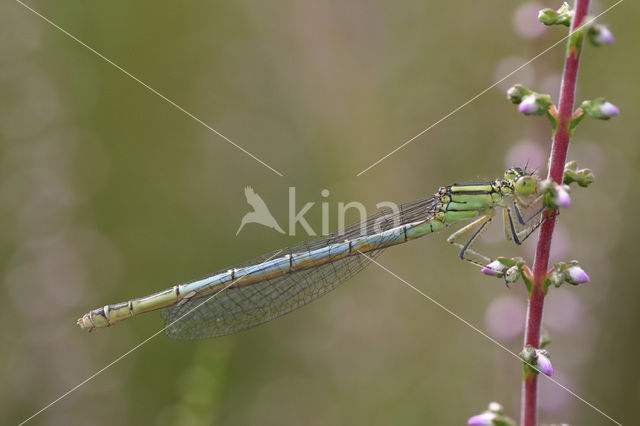 Kanaaljuffer (Erythromma lindenii)