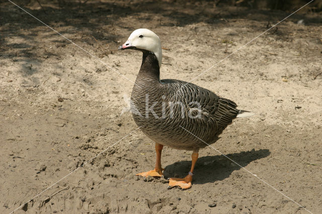 Emperor goose (Chen canagica)