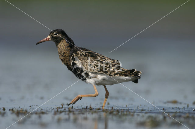 Kemphaan (Philomachus pugnax)