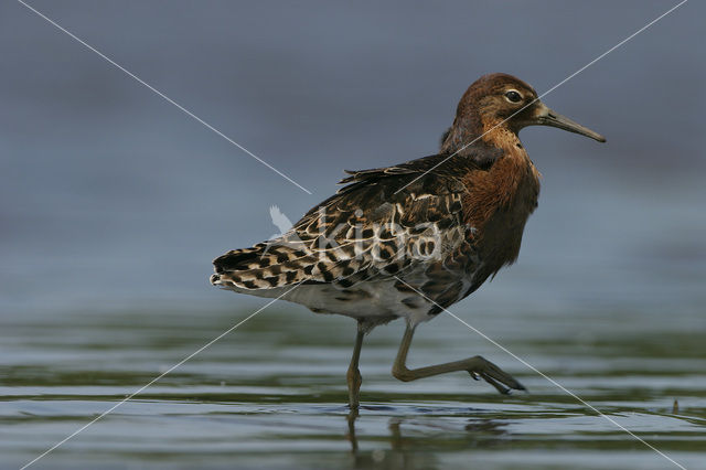 Kemphaan (Philomachus pugnax)