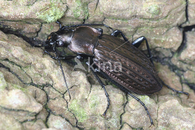 Kettingschalebijter (Carabus granulatus)