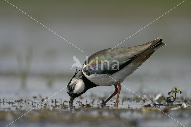 Kievit (Vanellus vanellus)