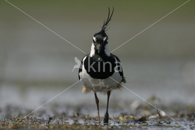 Kievit (Vanellus vanellus)