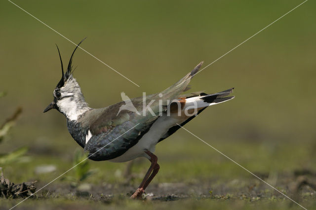 Kievit (Vanellus vanellus)