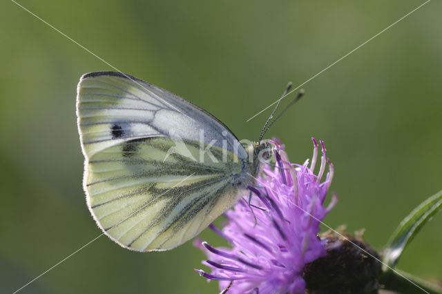 Klein geaderd witje (Pieris napi)