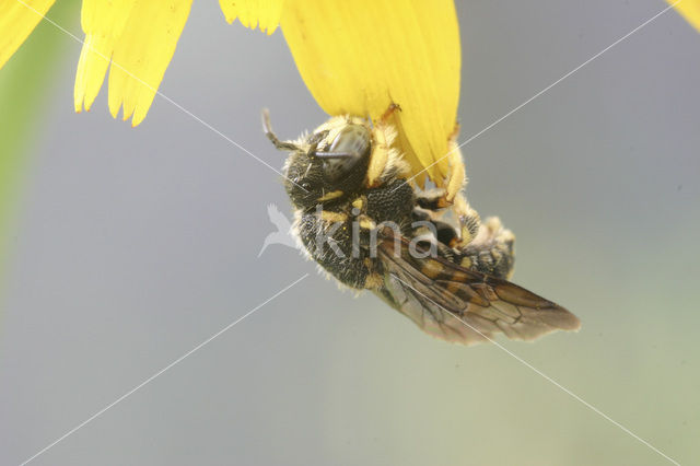 Kleine harsbij (Anthidium strigatum)