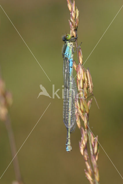 Kleine Roodoogjuffer (Erythromma viridulum)