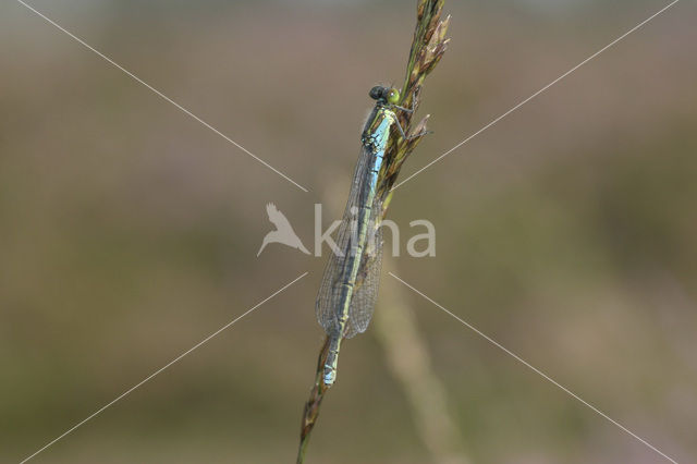 Kleine Roodoogjuffer (Erythromma viridulum)