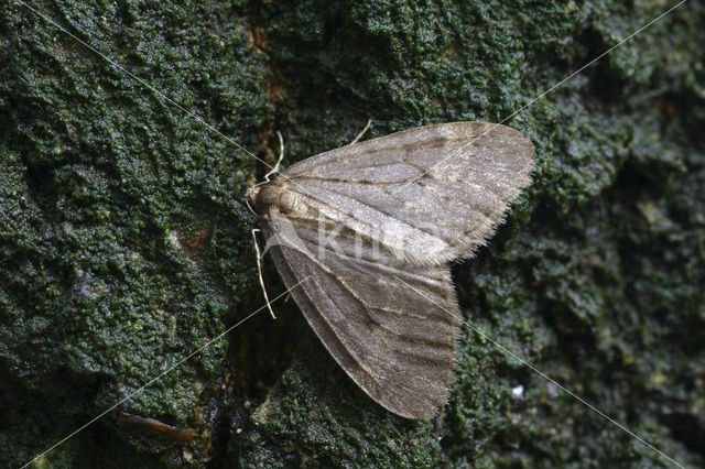 Winter Moth (Operophtera brumata)