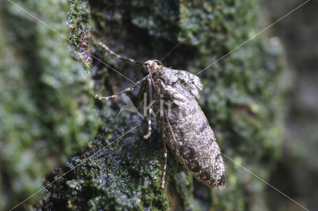 Kleine wintervlinder (Operophtera brumata)