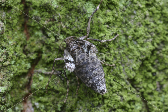 Kleine wintervlinder (Operophtera brumata)