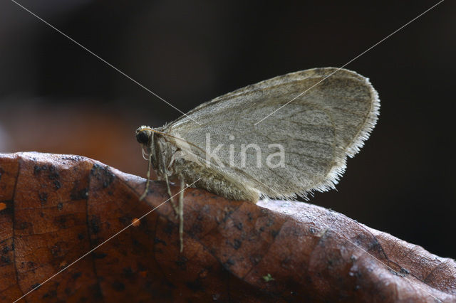 Kleine wintervlinder (Operophtera brumata)