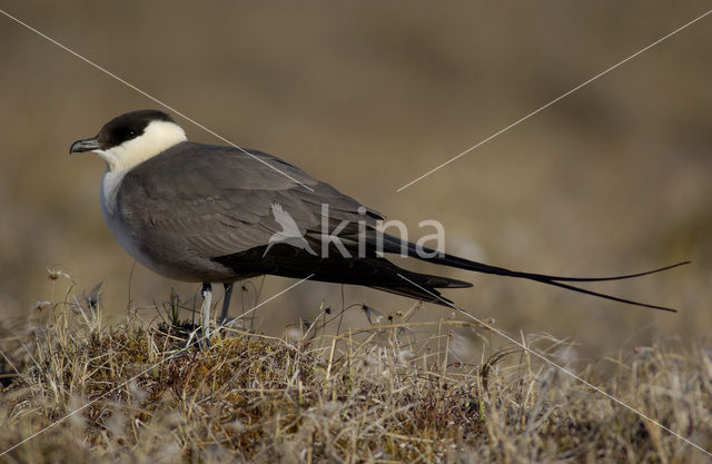 Kleinste Jager (Stercorarius longicaudus)