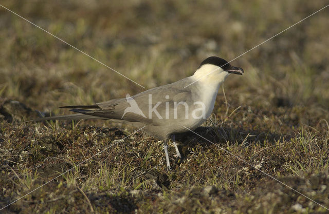 Kleinste Jager (Stercorarius longicaudus)