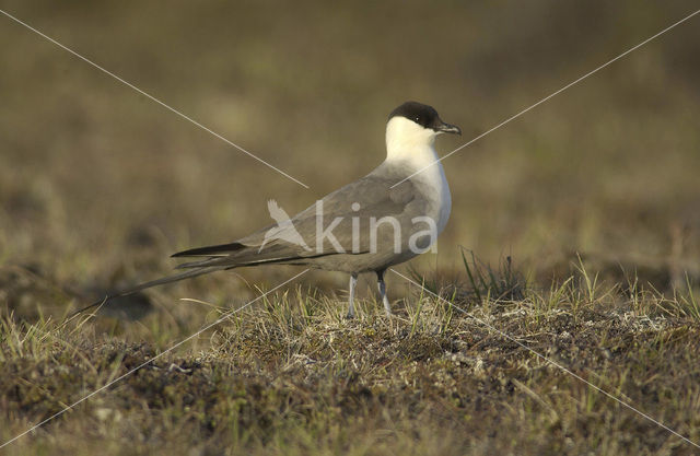 Kleinste Jager (Stercorarius longicaudus)