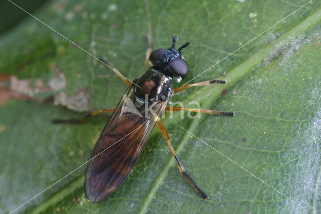 Klompvoetje (Pyrophaena granditarsa)