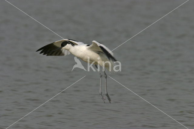 Pied Avocet (Recurvirostra avosetta)