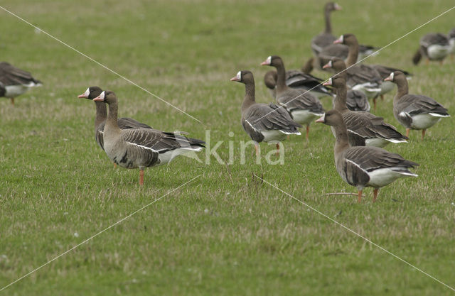 Kolgans (Anser albifrons)