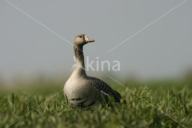 Kolgans (Anser albifrons)