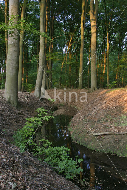 Koninklijke houtvesterij het Loo