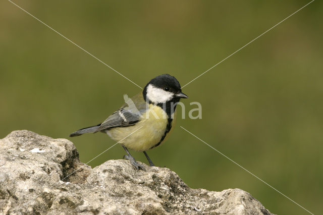 Koolmees (Parus major)