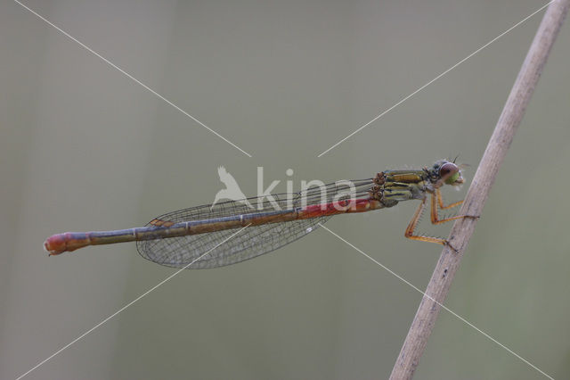 Koraaljuffer (Ceriagrion tenellum f. typica)