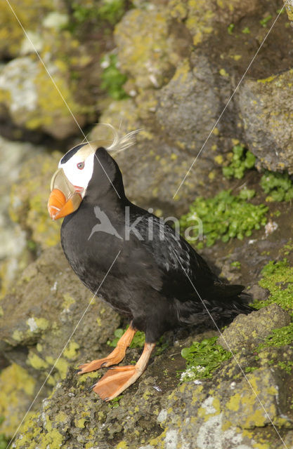 Kuifpapegaaiduiker (Fratercula cirrhata)