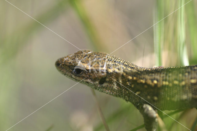 Levendbarende hagedis (Zootoca vivipara)