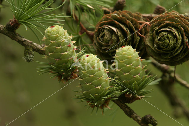 Lork (Larix)