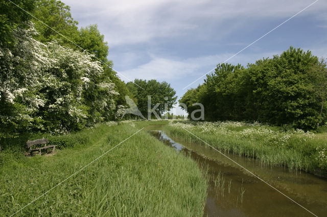 Hawthorn (Crataegus )